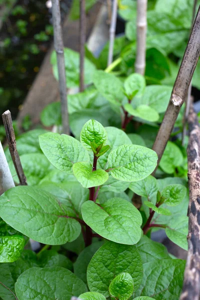 Ceylon spinach or basella rubra linn