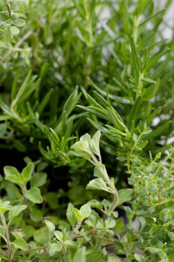 Bahçede taze bitkiler