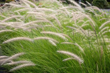 Fountain grass or pennisetum alopecuroides clipart