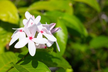 Kopsia meyveli pembe çiçek bahçede.