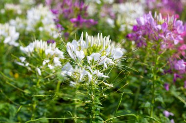 Parktaki Cleome Spinosa çiçeği