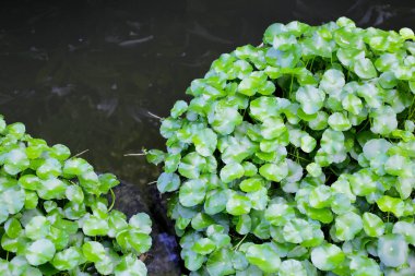 Gotu kola, Asya pennywort, Hint pennywort. Göletteki su bitkisi