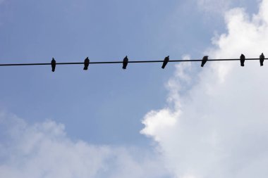 siluet kuşlar üstünde tel kablo mavi gökyüzü