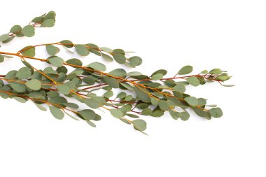 Beyaz arka planda okaliptüs yaprakları. Yeşil yaprak dalları.