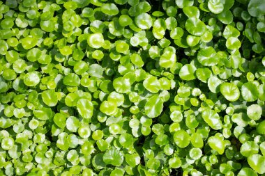 Gotu kola veya centella asiatica. Bahçedeki yeşil bitki yaprakları