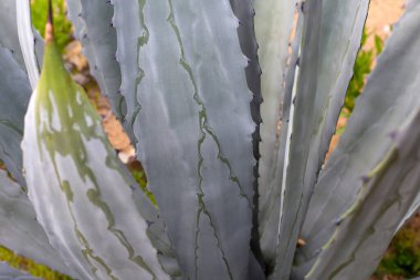 Bahçedeki agav bitki