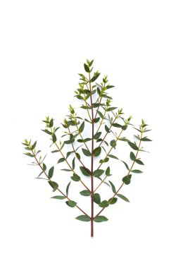 Beyaz üzerine yeşil okaliptüs yaprakları