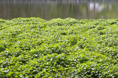 Gotu kola, Asya pennywort, Hint pennywort. Göletteki su bitkisi