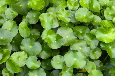 Gotu kola, Asya pennywort, Hint pennywort. Göletteki su bitkisi