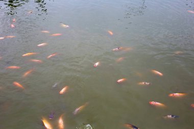 Göletteki Kırmızı Tilapia Balığı