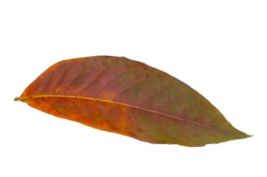 Beyaz arkaplanda kahverengi yaprak