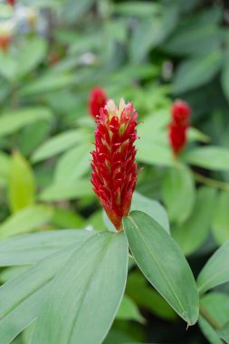 Hintli kızıl, Costus Specosus