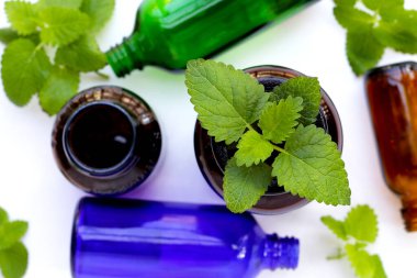 Limonlu taze yapraklar ve gerekli yağ şişeleri.