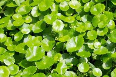 Taze yeşil bitki yaprakları centella asiatica (gotu kola)