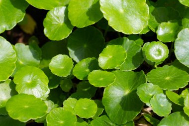 Gotu kola veya centella asiatica. Bahçedeki yeşil bitki yaprakları