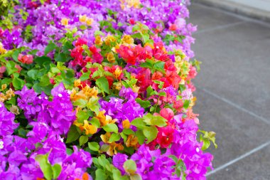 Beautiful bougainvillea flowers with green leaves
