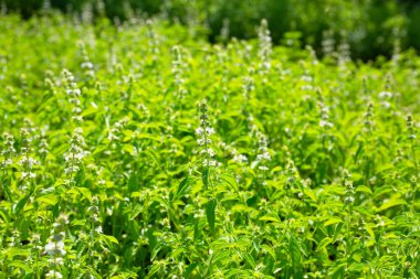 Limon fesleğeni, fesleğen, kıllı fesleğen