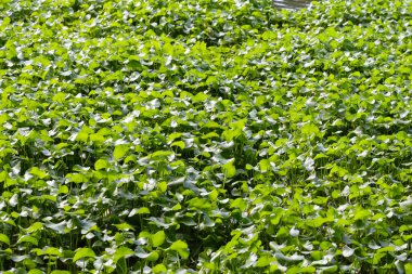 Gotu kola, Asya pennywort, Hint pennywort. Göletteki su bitkisi