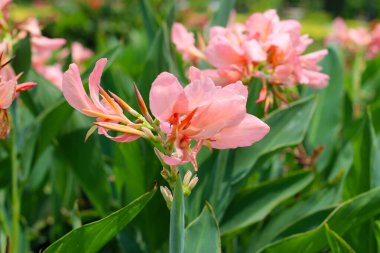 Bahçede pembe konserve çiçeği