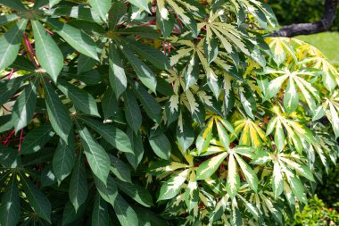 Cassava bitkisi (Manihot esculenta). Yeşil ve sarı yapraklar