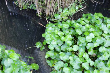 Gotu kola, Asya pennywort, Hint pennywort. Göletteki su bitkisi