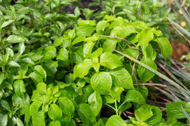 Bitki bahçesinde ağaç fesleğeni