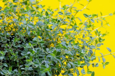 Sarı arkaplanda taze limonlu kekik.