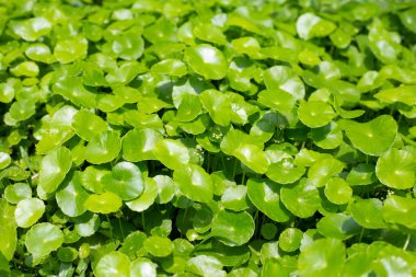 Centella asiatica (gotu kola). Bitkisel ilaç fabrikası