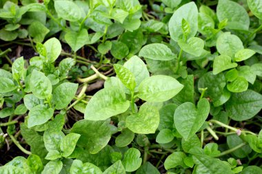 Ceylon spinach or basella rubra linn