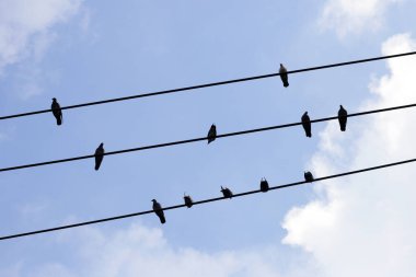 siluet kuşlar üstünde tel kablo mavi gökyüzü