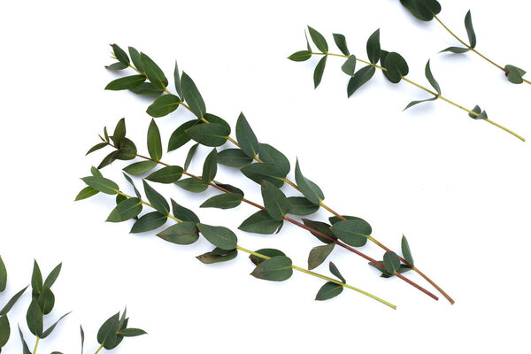 Green leaves of eucalyptus on white
