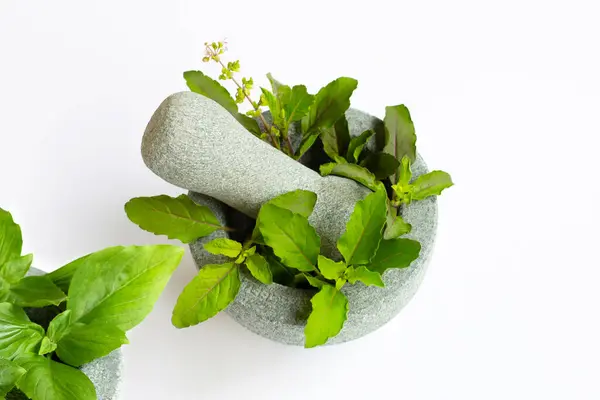 Holy basil leaves with basil in rock mortar and pestle on white background.