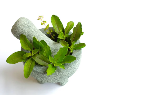 Holy basil with flower in stone mortar and pestle