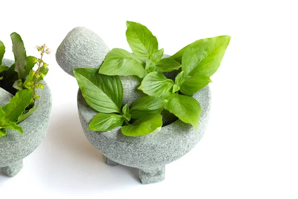 Basil leaves with holy basil in rock mortar and pestle on white background.