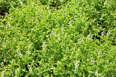 Limon fesleğeni, fesleğen, kıllı fesleğen