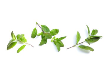 Beyaz arka planda kutsal fesleğen yaprakları.