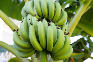 Muz meyveleri. Bir muz kümesi