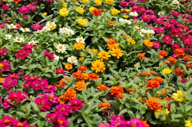 Bahçedeki zinnia çiçeği