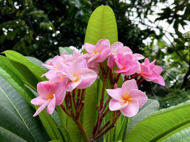 Plumeria or frangipani flower. Tropical tree