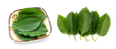 Mitragyna speciosa, beyaz arkaplanda taze kratom yaprakları