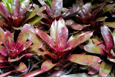 Bromeliad bahçede. Renkli bitki yaprakları