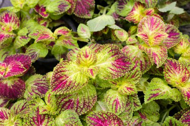 Bahçeye boyalı ısırgan otu.