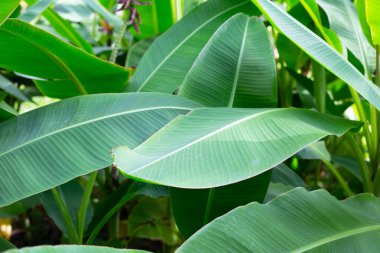 Bahçedeki muz ağacı