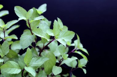 koyu arka plan üzerinde taze nane.