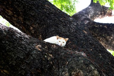 Ağaçtaki beyaz turuncu kedi