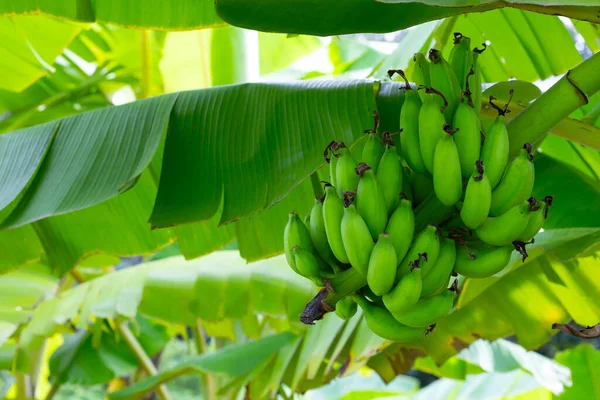 Young green banana fruit on banana tree