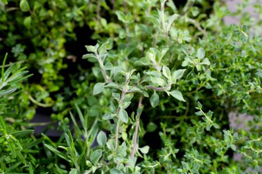 Bahçede taze bitkiler