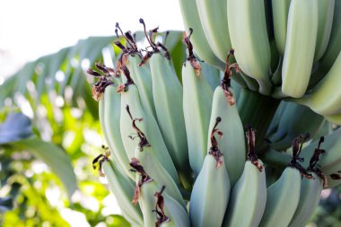 Muz meyveleri. Bir muz kümesi