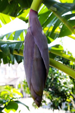 Muz ağacı çiçeği, muz çiçeği.