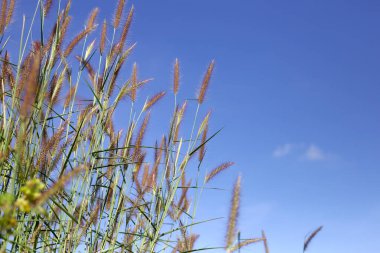 Mavi gökyüzü ile çimen çiçekler